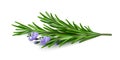 Fresh sprig of rosemary with flowers on a white background.